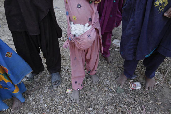 عکس: مزارع پنبه در پاکستان