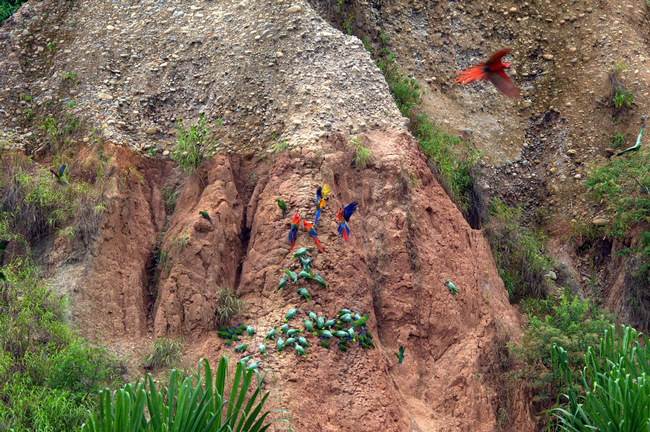 عادت عجیب خوردن خاک در طوطی های آمازون!