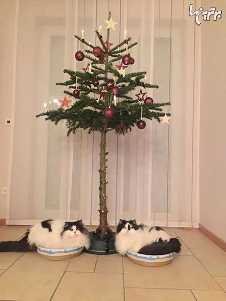 راه های حفظ درخت کریسمس از دست حیوانات!