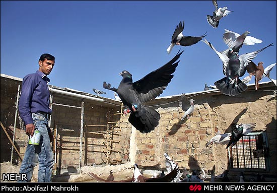 گزارش تصویری: کفتر بازی تهرانی ها!