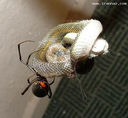 شکار مار نگون بخت توسط عنکبوت +عکس