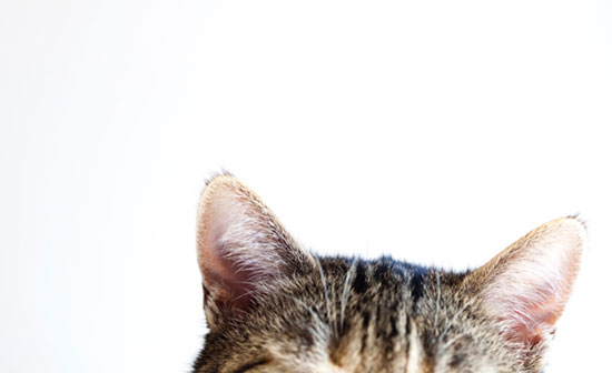 15 موردی که درباره گربه‌ها نمی‌دانستید!