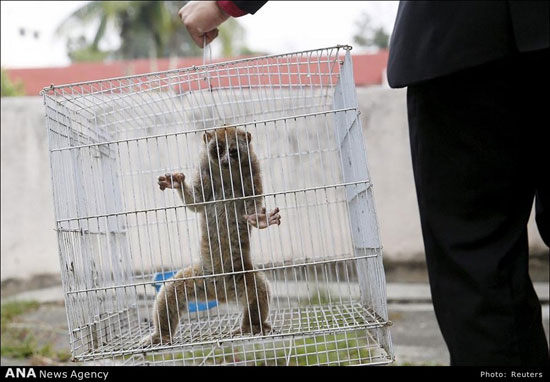 تصاویری تکان دهنده از قاچاق حیوانات