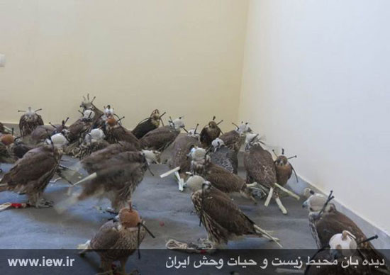 عکس: بزرگترین محموله قاچاق پرندگان