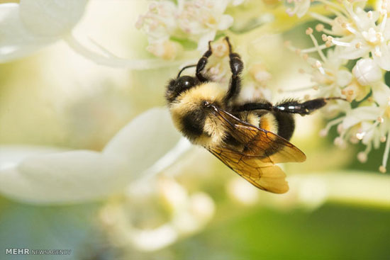 زنبورهای عسل در معرض انقراض‎