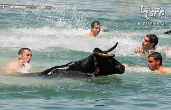 مراسم عجیب «گاوبازی در آب» اسپانیایی ها!