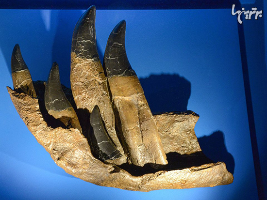 ۱۳ کشف جانورشناسان در مورد تی رکس، پادشاه دایناسور‌ها
