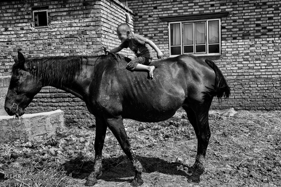 تصاویری زیبا از اسب ترکمن