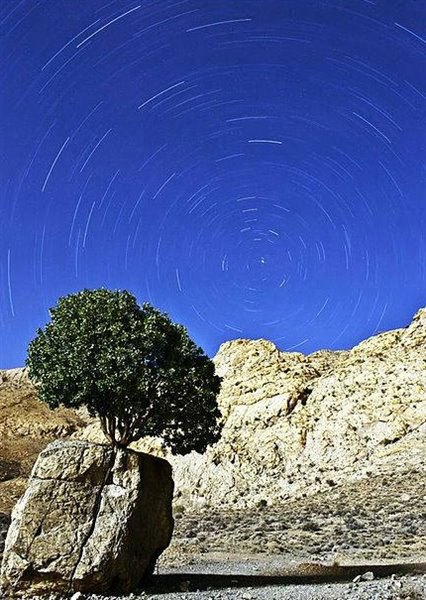 عجیب ترین درخت ایران +عکس
