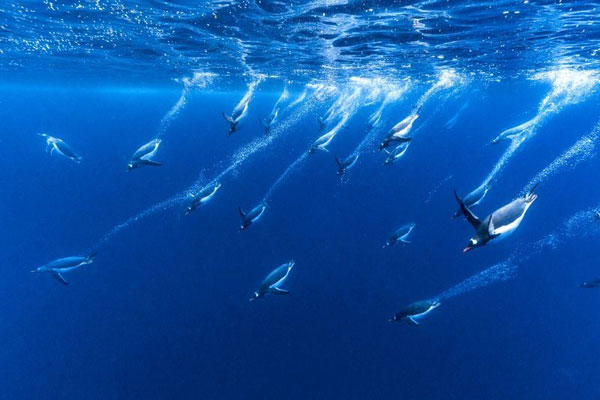 شنای پنگوئن‌ها در عکس روز نشنال جئوگرافیک