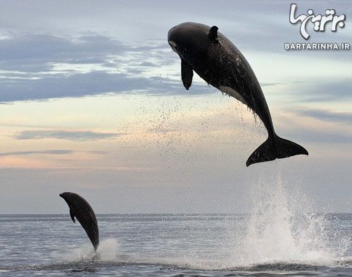 تصاویر دیدنی از تعقیب و گریز نهنگ و دلفین