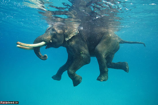 نماهایی دیدنی از حیوانات در زیر آب