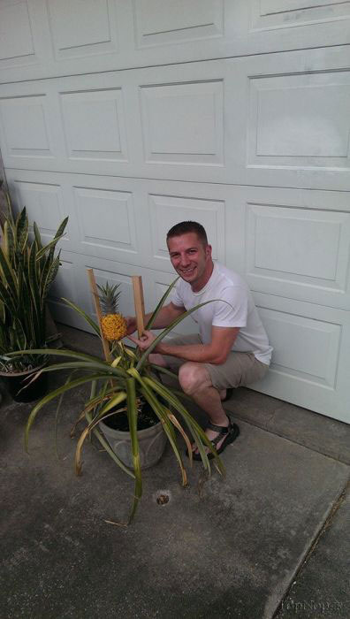 مراحل رشد آناناس در منزل +عکس