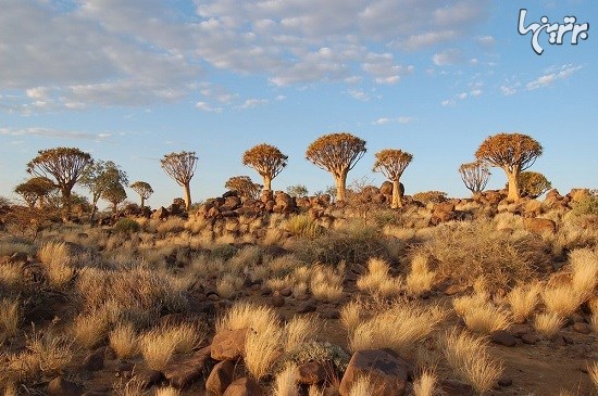 جنگل درختان تیردان در نامیبیا