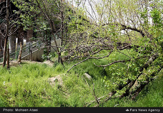 عکس: قطع درختان در منطقه 2 تهران