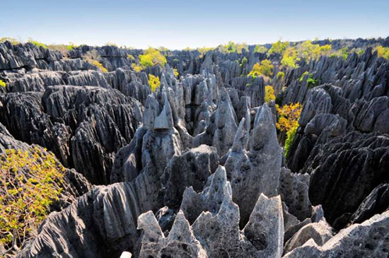 سفری هیجان‌انگیز به جنگل سنگی ماداگاسکار