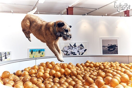 اولین نمایشگاه هنری جهان برای سگ ها