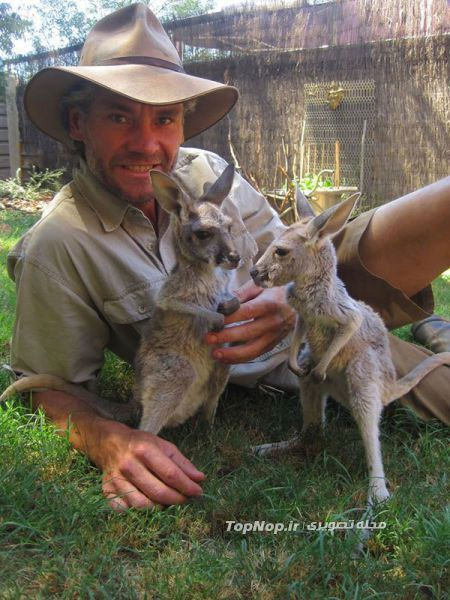 مرکز نگهداری کانگورو های یتیم در استرالیا