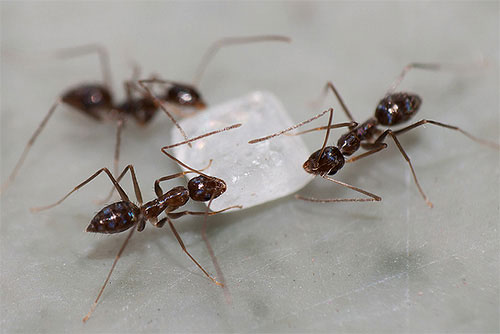 راهکار‌های خانگی برای از بین بردن مورچه‌ها