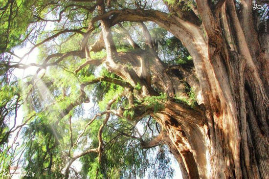 باشکوه ترین و زیباترین درختان جهان