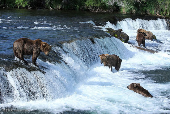 شکار ماهی توسط خرس های گریزلی‎