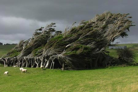 تصاویری خارق العاده از درخت های طوفانی