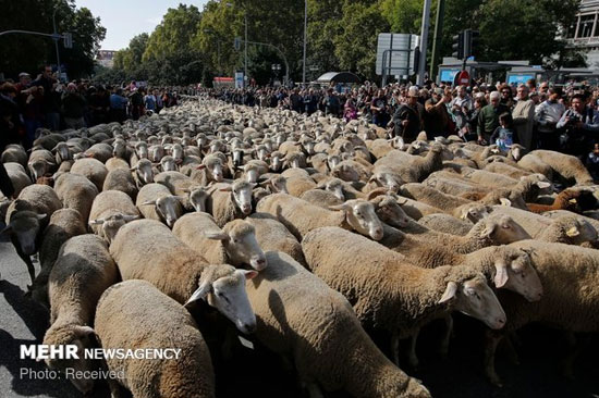 رژه گوسفندان در خیابان‌های مادرید‎
