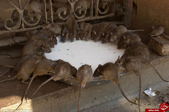 معبد موش‌های مقدس در هند!