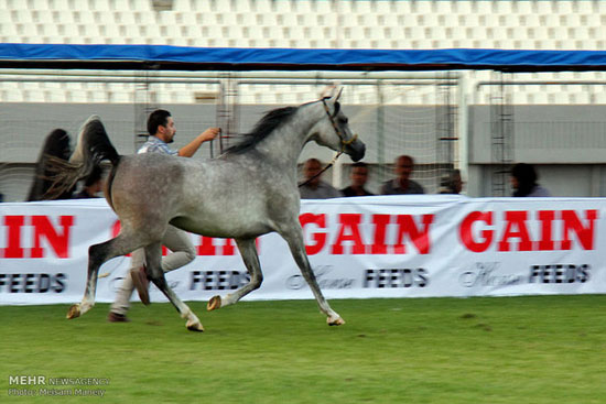 عکس: جشنواره زیبایی اسب عرب