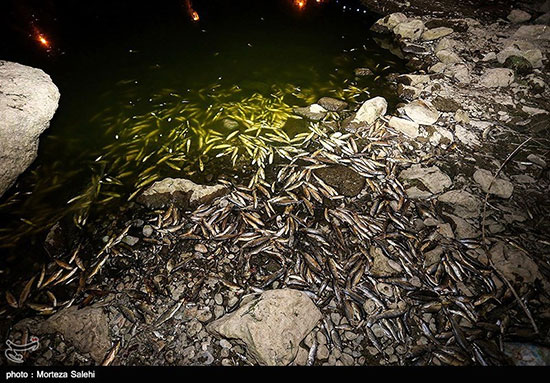 مرگ هزاران ماهی در زاینده رود