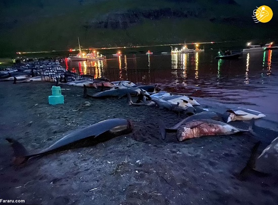 کشتار وحشیانه ۱۴۰۰ دلفین در جزایر فارو