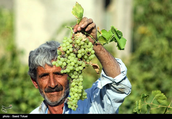 تصاویری از برداشت انگور در خراسان شمالی