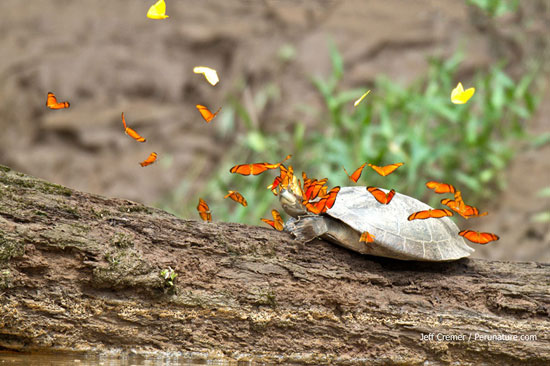 عکس: این پروانه ها اشک می خوردند!