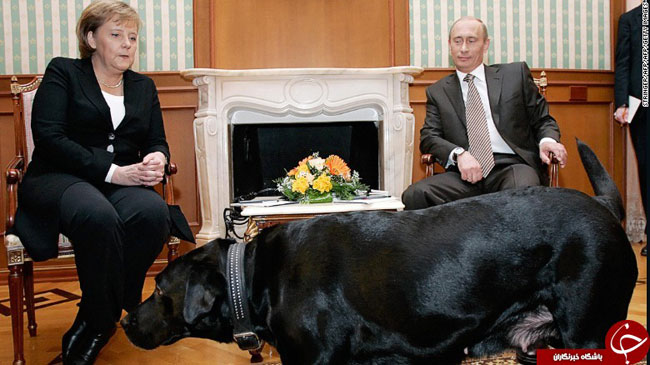بهترین محافظ پوتین، سگی استثنایی با ویژگی‌هایی خاص