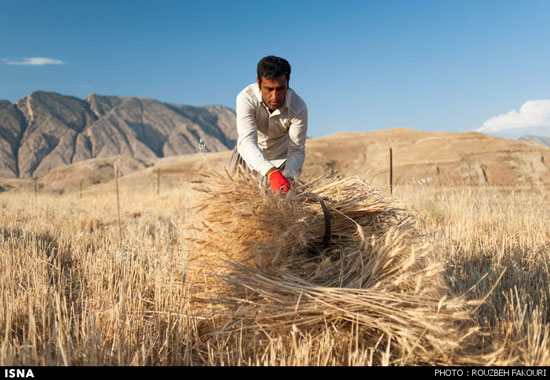 عکس: برداشت گندم به روش سنتی