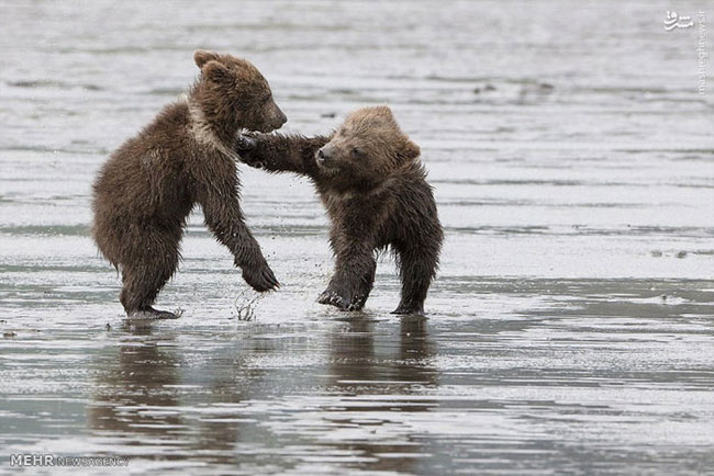 بازی خرس مادر با توله هایش
