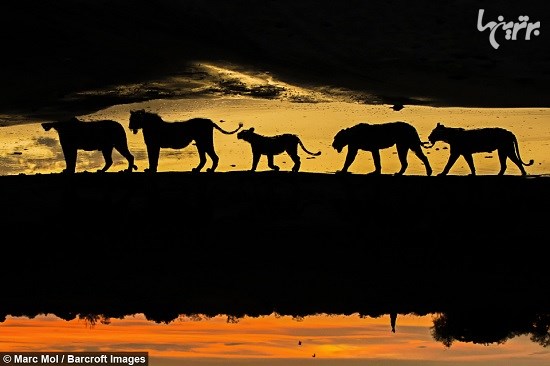 تصاویر زیبا از شبح حیوانات وحشی آفریقا