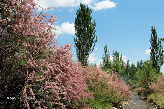 عکس: طبیعت زیبای روستای شصت دره