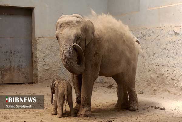 تصاویری از نخستین فیل متولد شده در ایران