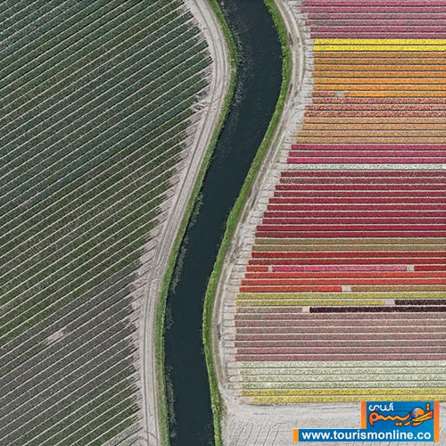 مزارع فوق‌العاده زیبا و منظم لاله در هلند