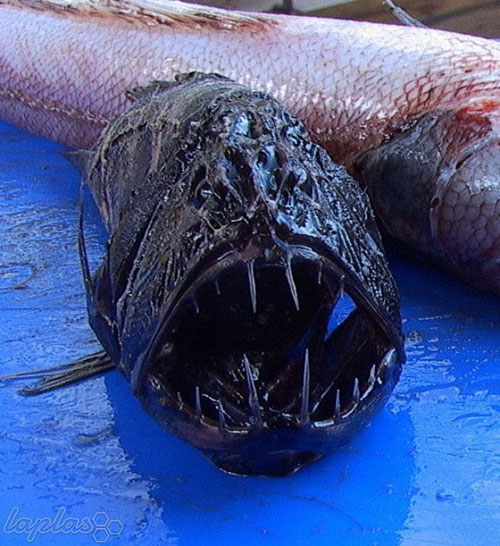 ترسناک ترین هیولاهای دنیای زیر آب +عکس