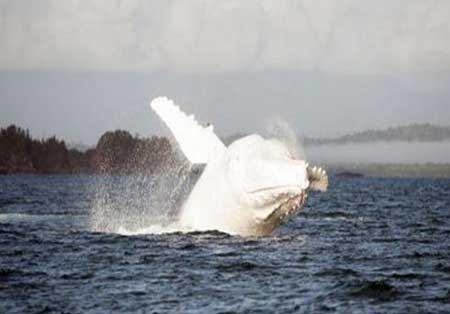 تصاویری فوق‌العاده از نادرترین نهنگ زمین