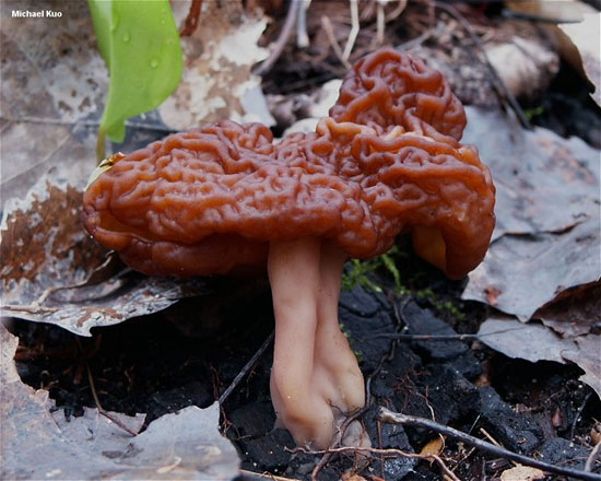 شکل عجیب خطرناک ترین « قارچ» دنیا