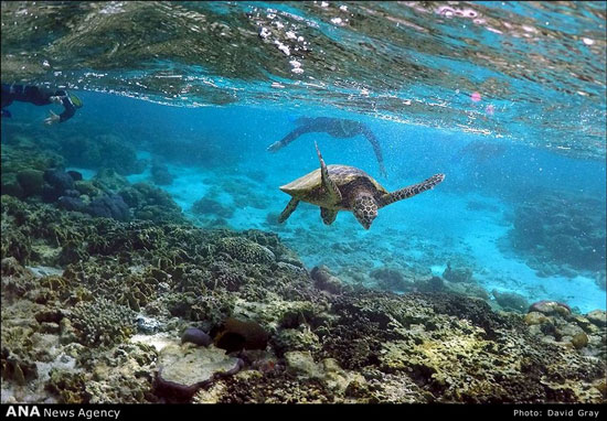 عکس: خطر نابودی سواحل مرجانی استرالیا