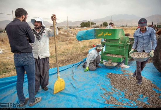 برداشت و خشک کردن تخمه در روستای «چمه»