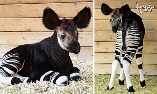 تصاویر جالب و دیدنی از نوزادان حیوانات کمیاب