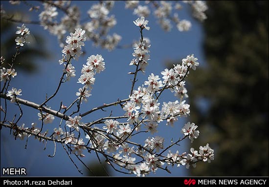 تصاویر: شکوفه‌های بهاری - زمستانی!