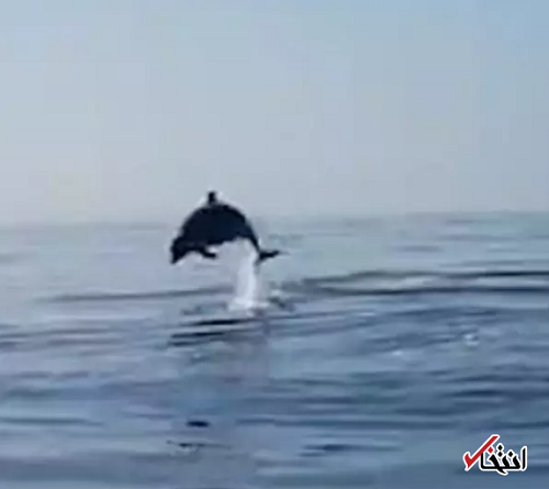 تشکر زیبای یک دلفین از ماهیگیرانی که فرزندش را آزاد کردند
