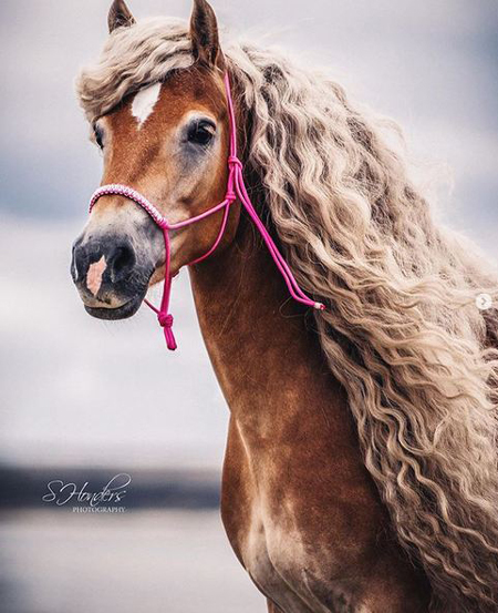 هر دختری به مو‌های این اسب حسادت می‌کند!