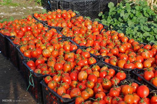 عکس: برداشت گوجه فرنگی در هرمزگان